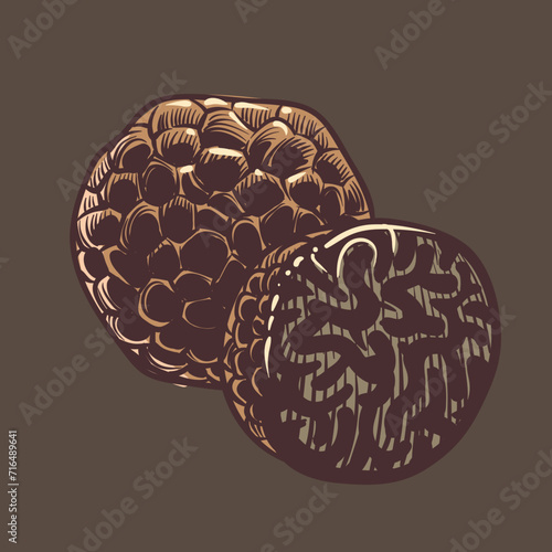 mushroom illustration