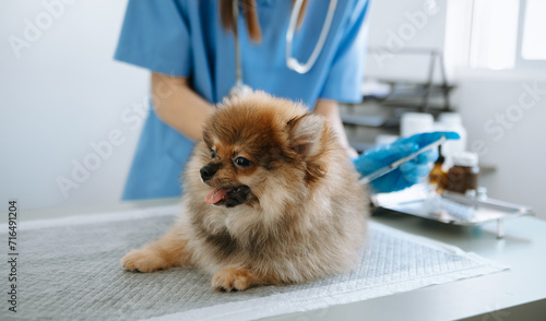 doctors are examining him. Veterinary medicine concept. Pomeranian