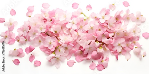 Cherry Blossom Petals in a Healthy Ecosystem   cherry blossom petals  healthy ecosystem