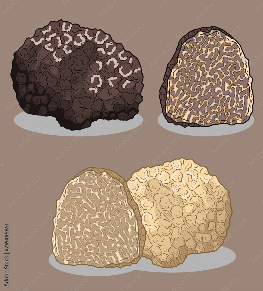 mushroom vector illustration mushroom vector illustration