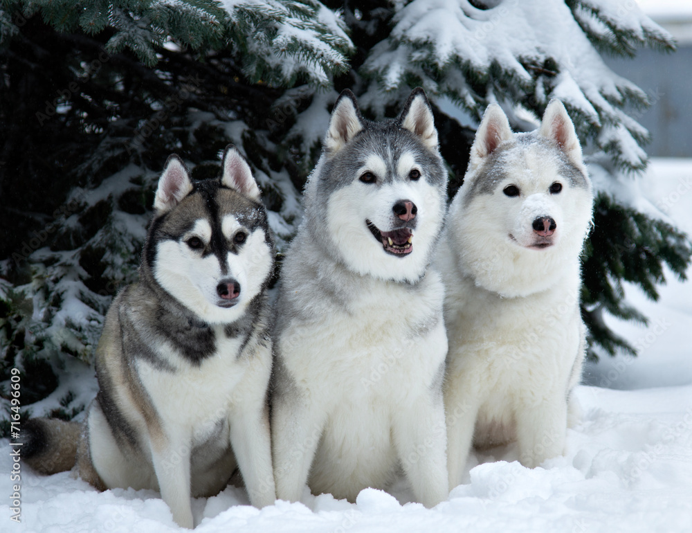 Three dogs close-up lie in the snow. Husky breed Three dogs close-up lie in the snow. Husky breed