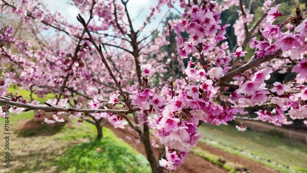 Blooming sakura in the garden at spring. Blooming sakura in the garden at spring.