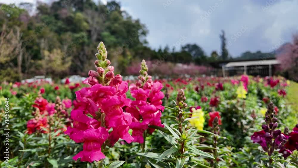 Swaying pink blooming flower in garden. Swaying pink blooming flower in garden.