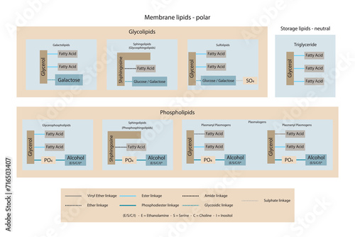 Diagram showing classification of lipids - storage lipids, membrane lipids - phospholipid, glycolipid, sulfolipid, etc, including chemical linkages Yellow and blue scientific vector illustration.