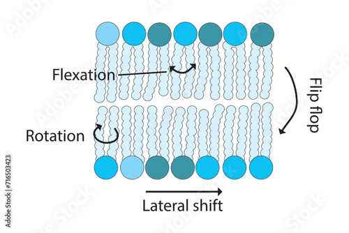 Diagram showing phospholipid mobilty across membrane - Transverse diffusion, lateral movement, rotation and flexation schematic drawing.   Scientific vector illustration.