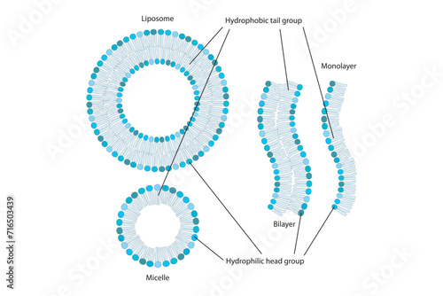 Diagram showing phospholipid structures - Liposome, micelle, monolayer and bilayer. Red scientific vector illustration.