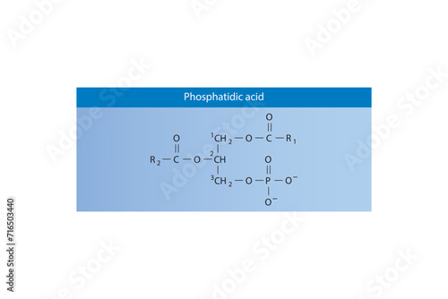 Molecular schematic structure of Phosphatidylcholine. Blue Scientific vector illustration.