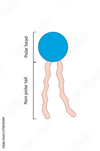 Simplified schematic structure of phospholipid - polar head group, non polar tail.  Scientific vector illustration.