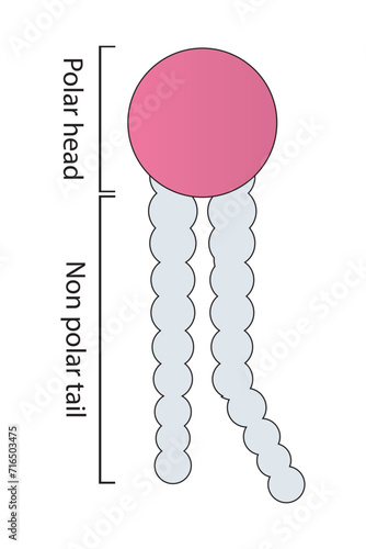 Simplified schematic structure of phospholipid - polar head group, non polar tail.  Scientific vector illustration.