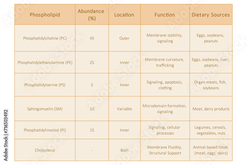 Table showing Phospholipids types, membrane abundance, location, function and dietary sources - including PC, PE, PS, SM, PI. Yellow scientific vector illustration.