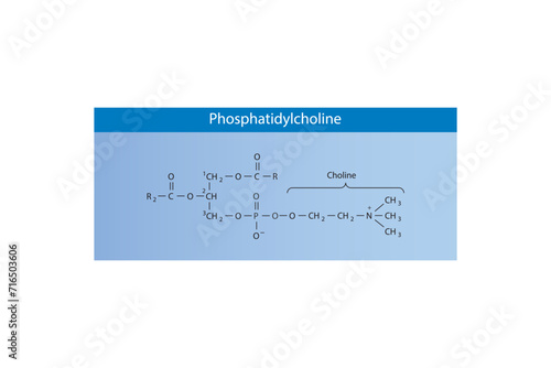 Molecular schematic structure of Phosphatidylethanolamine. Blue Scientific vector illustration.