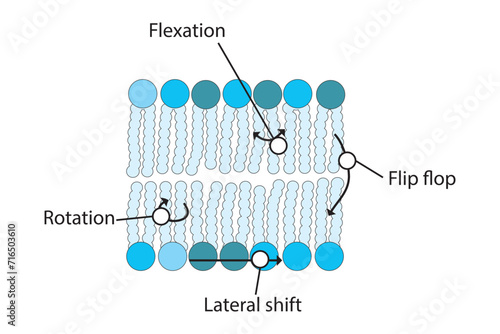 Diagram showing phospholipid mobilty across membrane - Transverse diffusion, lateral movement, rotation and flexation schematic drawing.   Scientific vector illustration.