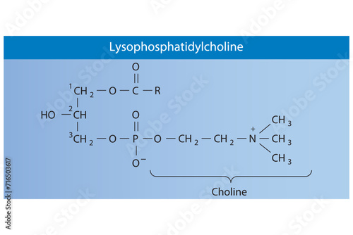 Molecular structure of Lysophosphatidylcholine (lysolecithin) Pink Scientific vector illustration.