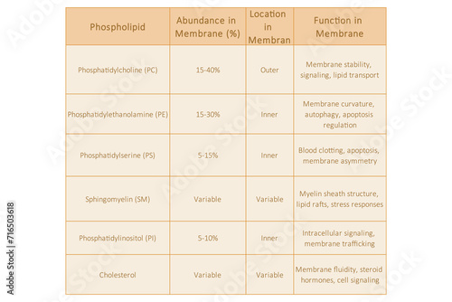 Table showing Phospholipids types, membrane abundance and location and biological function - including PC, PE, PS, PI, SM, cholesterol Yellow scientific vector illustration.