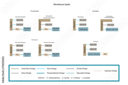 Diagram showing classification of lipids - storage lipids, membrane lipids - phospholipid, glycolipid, sulfolipid, etc, including chemical linkages Yellow and blue scientific vector illustration.