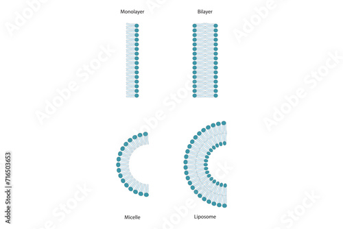 Diagram showing phospholipid structures - Liposome, micelle, monolayer and bilayer - non polar tails and polar heads. Blue scientific vector illustration.
