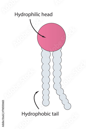 Simplified schematic structure of phospholipid - polar head group, non polar tail.  Scientific vector illustration.
