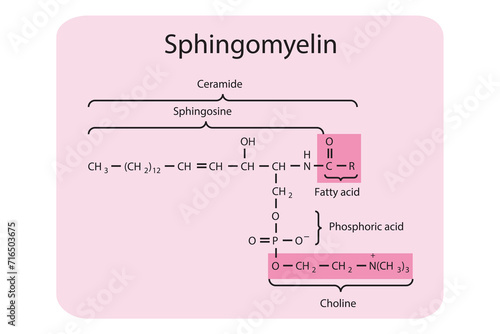 Schematic molecular structure of sphingomyelin molecule. Green Scientific vector illustration.