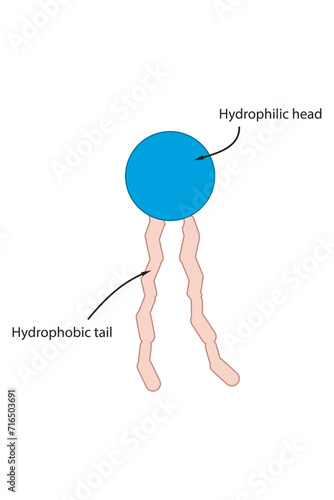 Simplified schematic structure of phospholipid - polar head group, non polar tail.  Scientific vector illustration.