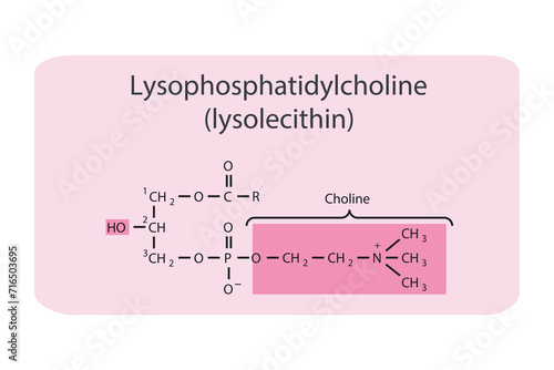Molecular structure of Lysophosphatidylcholine (lysolecithin) Green Scientific vector illustration.