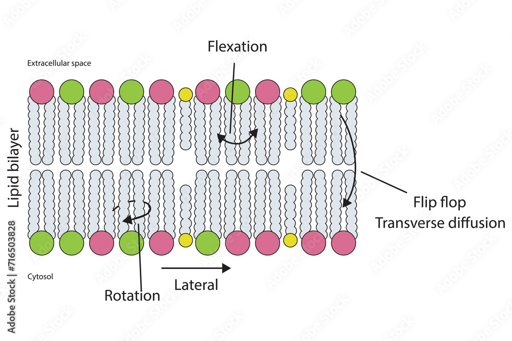 Diagram showing phospholipid mobilty across membrane Transverse