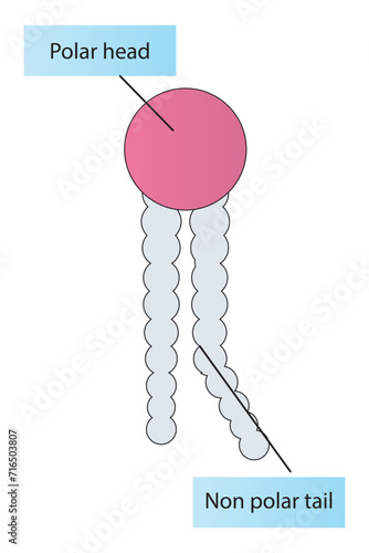 Simplified schematic structure of phospholipid - polar head group, non polar tail.  Scientific vector illustration.
