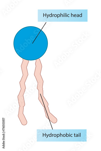 Simplified schematic structure of phospholipid - polar head group, non polar tail.  Scientific vector illustration.