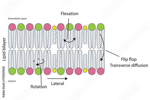Diagram showing phospholipid mobilty across membrane - Transverse diffusion, lateral movement, rotation and flexation schematic drawing.   Scientific vector illustration.
