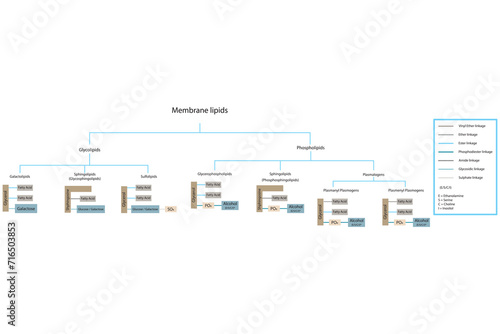 Diagram showing classification of lipids - storage lipids, membrane lipids - phospholipid, glycolipid, sulfolipid and more. Yellow and blue scientific vector illustration.