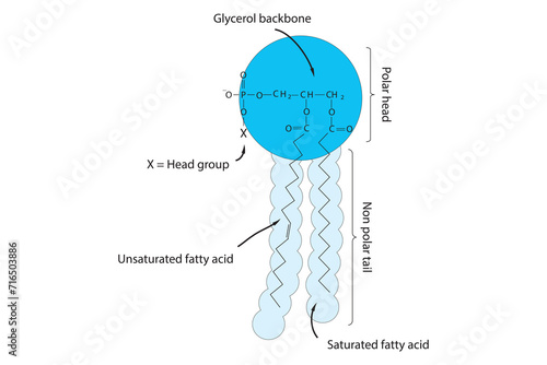 General schematic structure of phospholipid - polar head group, non polar tail, fatty acids and glycerol molecular diagram.  Scientific vector illustration.