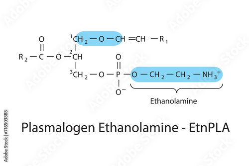 Molecular structure of LPlasmalogen Ethanolamine - EtnPLA White Scientific vector illustration.