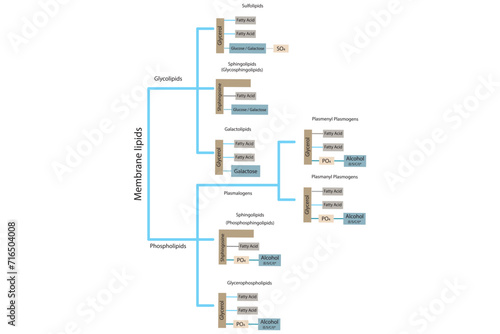Diagram showing classification of lipids - storage lipids, membrane lipids - phospholipid, glycolipid, sulfolipid and more. Yellow and blue scientific vector illustration.