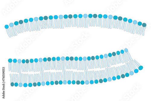 Diagram showing phospholipid structures - Liposome, micelle, monolayer and bilayer - non polar tails and polar heads. Blue scientific vector illustration.