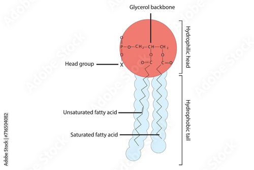 General schematic structure of phospholipid - polar head group, non polar tail, fatty acids and glycerol molecular diagram.  Scientific vector illustration.