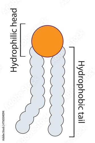 Simplified schematic structure of phospholipid - polar head group, non polar tail.  Scientific vector illustration.