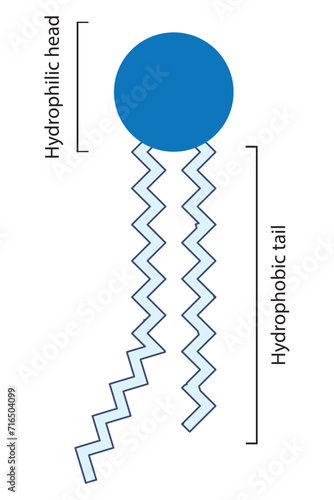 Simplified schematic structure of phospholipid - polar head group, non polar tail.  Scientific vector illustration.