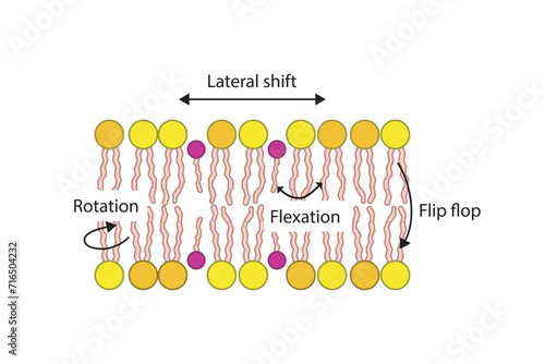 Diagram showing phospholipid mobilty across membrane - Transverse diffusion, lateral movement, rotation and flexation schematic drawing.   Scientific vector illustration.