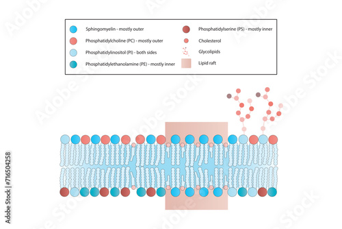 Diagrams showing schematic structure of cytoplasmatic membrane, including phospholipids (PE, PC, PS, sphingomyelin) glycolipids, cholesterol, lipid raft. Colorful scientific vector illustration.