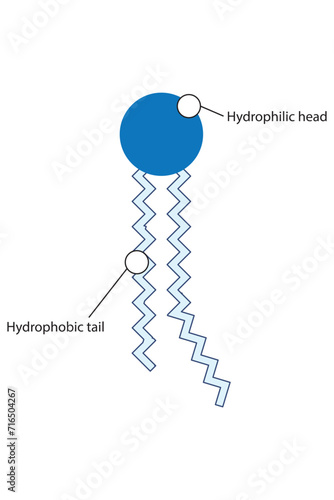 Simplified schematic structure of phospholipid - polar head group, non polar tail.  Scientific vector illustration.