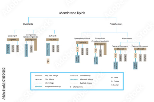 Diagram showing classification of lipids - storage lipids, membrane lipids - phospholipid, glycolipid, sulfolipid and more. Yellow and blue scientific vector illustration. photo