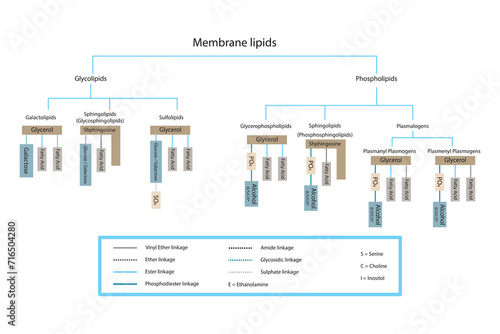 Diagram showing classification of lipids - storage lipids, membrane lipids - phospholipid, glycolipid, sulfolipid and more. Yellow and blue scientific vector illustration.