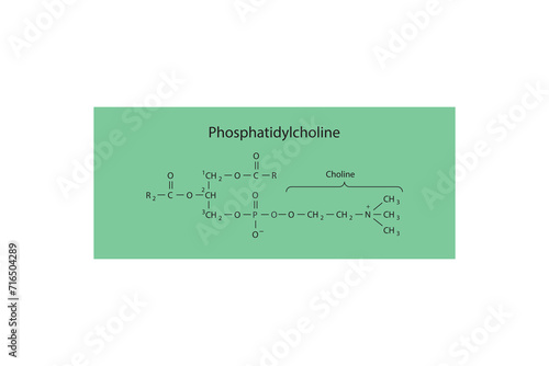 Molecular schematic structure of Phosphatidylethanolamine. Green Scientific vector illustration.