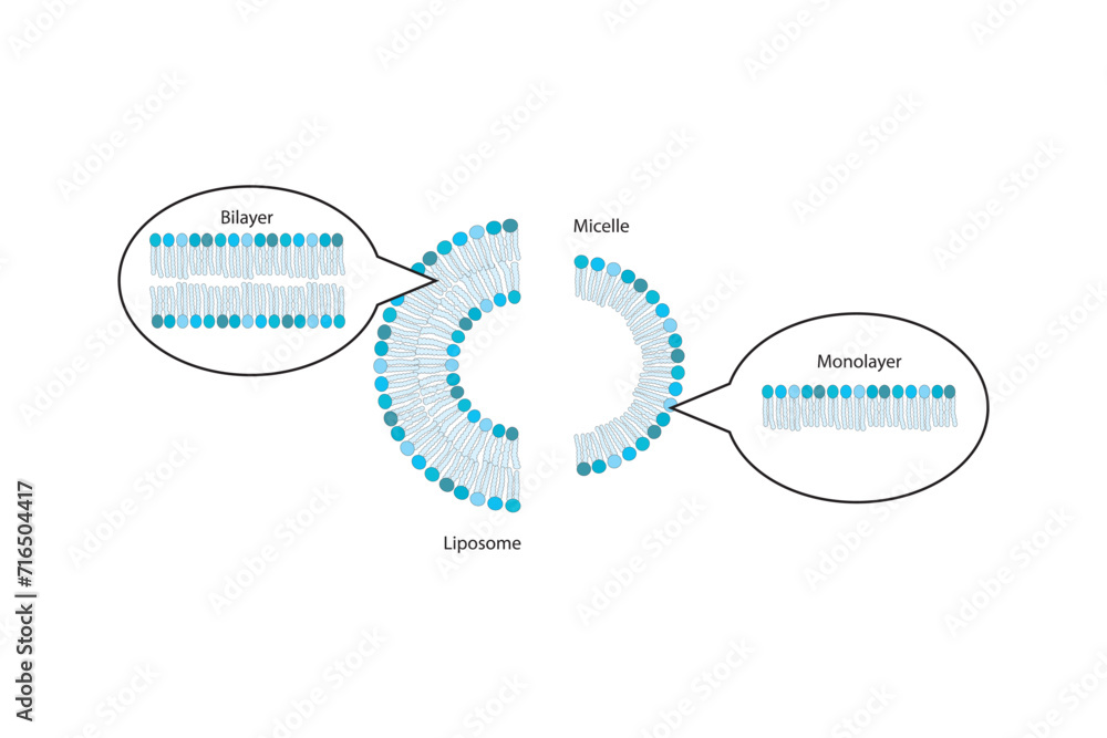 Molecular schematic structure of Cardiolipin (diphosphatidylglycerol). White Scientific vector illustration. Molecular schematic structure of Cardiolipin (diphosphatidylglycerol). White Scientific vector illustration.