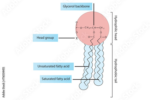 Simplified schematic structure of phospholipid - polar head group, non polar tail.  Scientific vector illustration.