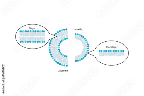 Molecular schematic structure of Cardiolipin (diphosphatidylglycerol). White Scientific vector illustration.