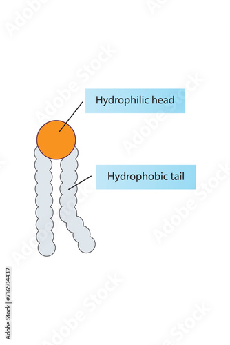 Simplified schematic structure of phospholipid - polar head group, non polar tail.  Scientific vector illustration.