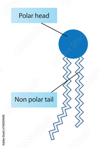 Simplified schematic structure of phospholipid - polar head group, non polar tail.  Scientific vector illustration.