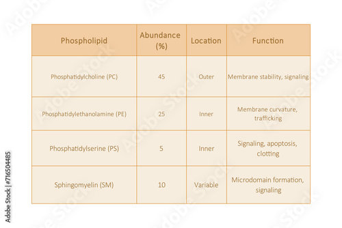 Table showing Phospholipids types, membrane abundance and location and function - including PC, PE, PS, SM.  Yellow scientific vector illustration.