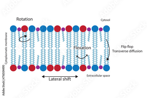 Diagram showing phospholipid mobilty across membrane - Transverse diffusion, lateral movement, rotation and flexation schematic drawing.   Scientific vector illustration.