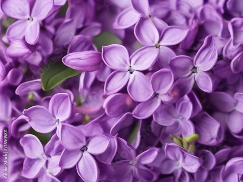 Macro image of spring lilac violet flowers, abstract soft floral background © Abdul